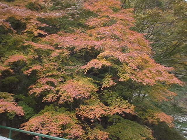 �O��F���[�V���k�J