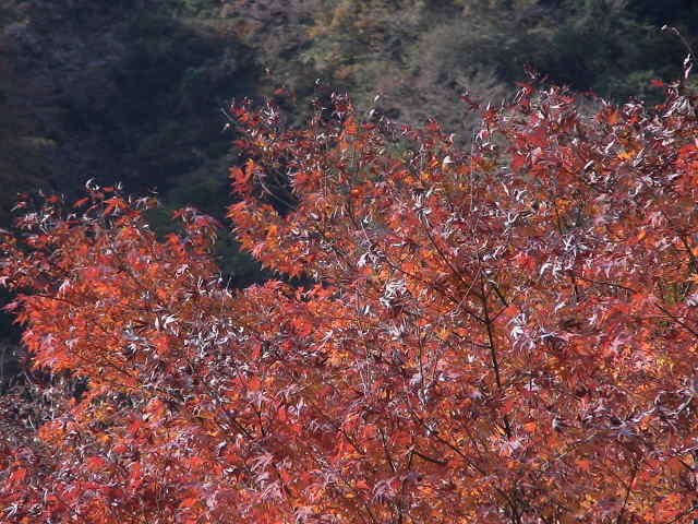 �O��F���[�V���k�J