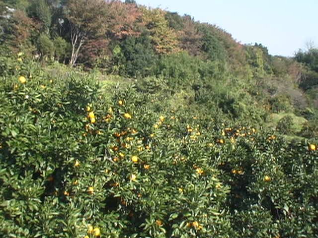 ���쉷��@�M����